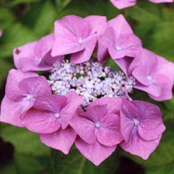 Hortnsia 'Mousme'